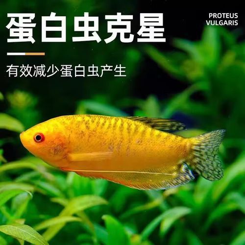 詳細閱讀:金曼龍魚的價格是多少?,金曼龍魚的價格是多少 金曼龍魚的價格是多少?,金曼龍魚的價格是多少