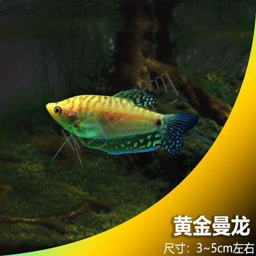 金曼龍魚的價格是多少？，金曼龍魚的價格是多少