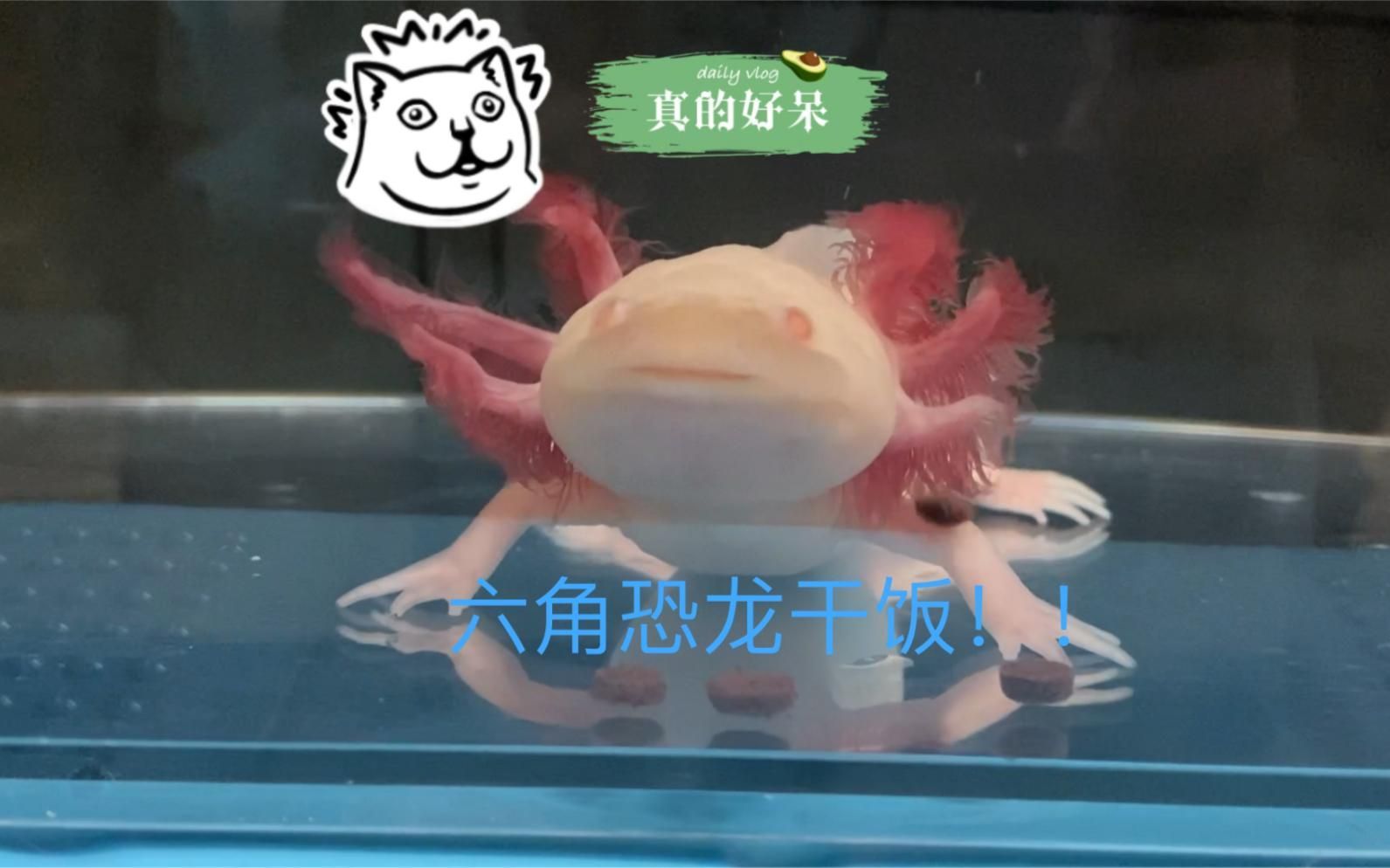 杰西卡恐龍魚有哪些傳說(shuō)？，“杰西卡恐龍魚”的概念