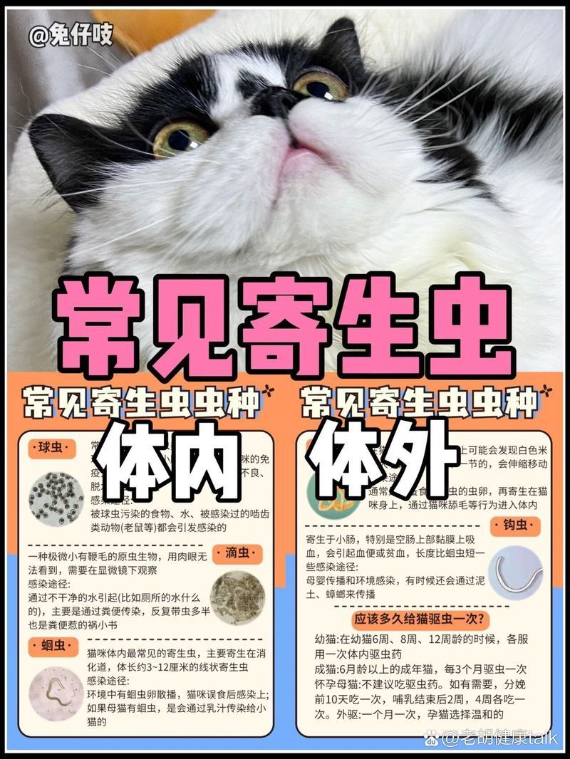 有哪些治療方法可以應對體外寄生蟲感染，寵物常見的5種體外寄生蟲及防治方法