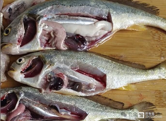 如何預(yù)防黃鰭鯧魚疾病？，trachinotusblochii（trachinotusblochii）