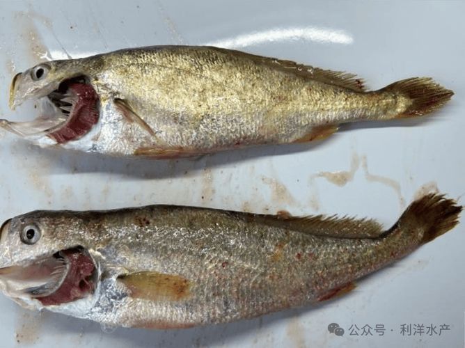 如何預(yù)防黃鰭鯧魚疾病？，trachinotusblochii（trachinotusblochii）