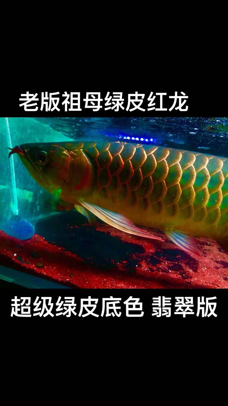 綠皮紅龍的市場價格是多少，綠皮紅龍的價格是多少
