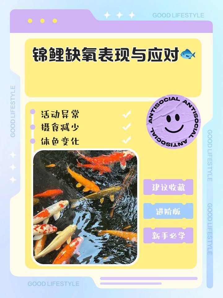 如何判斷錦鯉是否缺氧，如何判斷錦鯉是否缺氧，以下為用戶要求詳解 如何判斷錦鯉是否缺氧，如何判斷錦鯉是否缺氧，以下為用戶要求詳解 龍魚百科 第8張