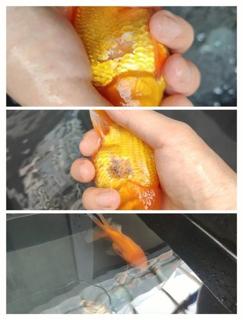 如何判斷金魚是否大肚子炸鱗，如何判斷金魚是否“大肚子炸鱗”