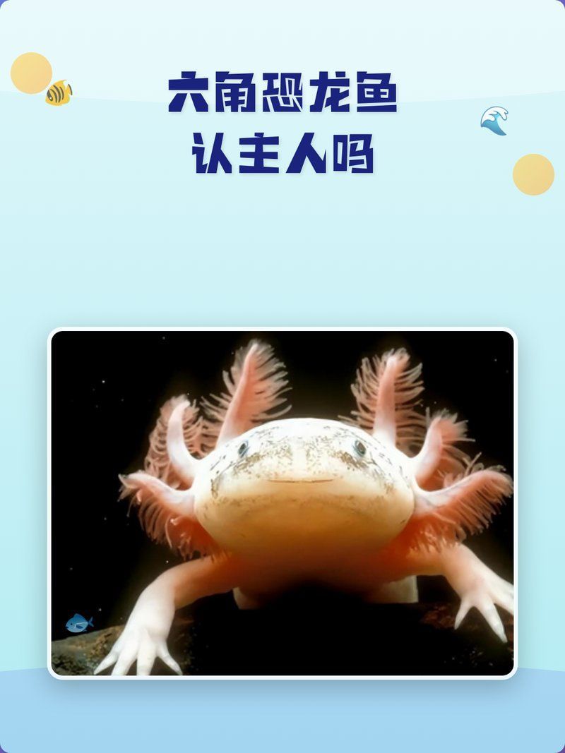 六角恐龍魚(yú)有哪些認(rèn)主行為，「六角恐龍魚(yú)認(rèn)主訓(xùn)練7日指南」