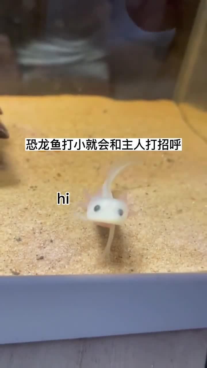 六角恐龍魚(yú)有哪些認(rèn)主行為，「六角恐龍魚(yú)認(rèn)主訓(xùn)練7日指南」