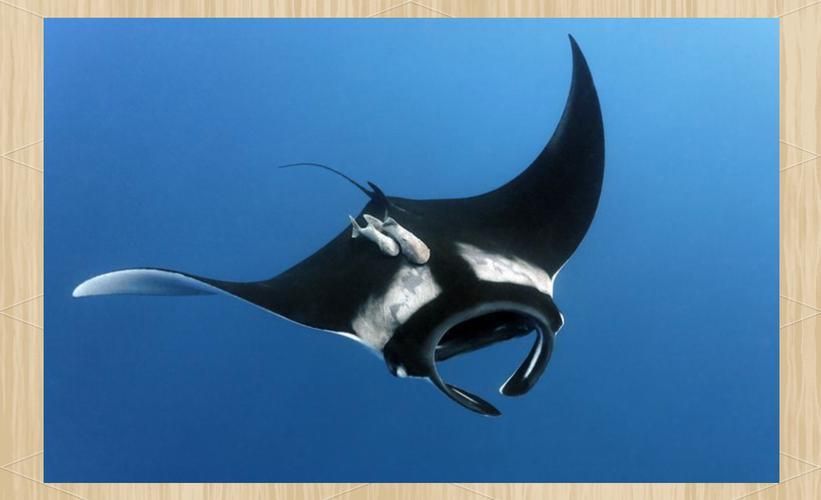 如何區分不同品種的福魟？，如何區分不同品種的福魟（蝠鲼）