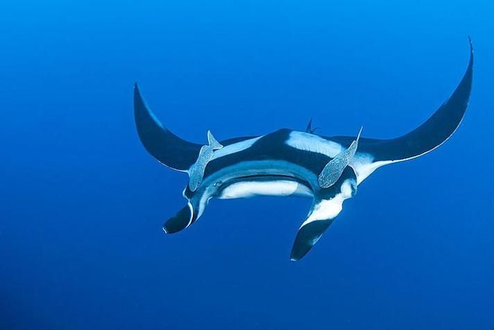 如何區分不同品種的福魟？，如何區分不同品種的福魟（蝠鲼）