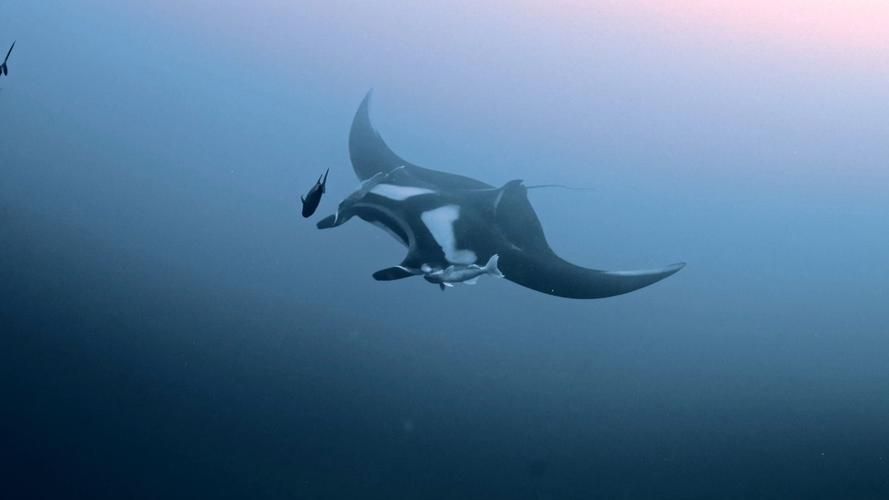 如何區分不同品種的福魟？，如何區分不同品種的福魟（蝠鲼） 如何區分不同品種的福魟？，如何區分不同品種的福魟（蝠鲼） 龍魚百科 第5張