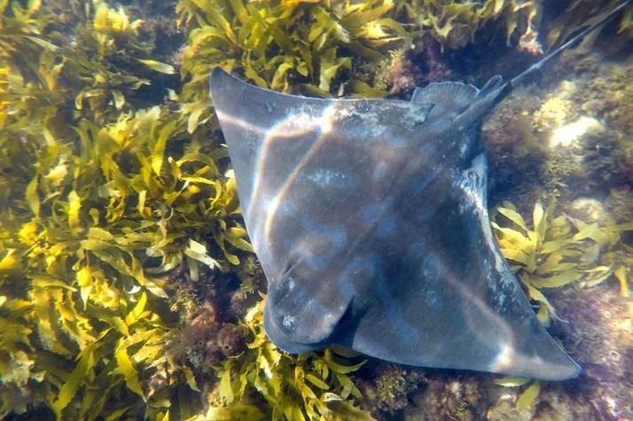 如何區分不同品種的福魟？，如何區分不同品種的福魟（蝠鲼） 如何區分不同品種的福魟？，如何區分不同品種的福魟（蝠鲼） 龍魚百科 第4張