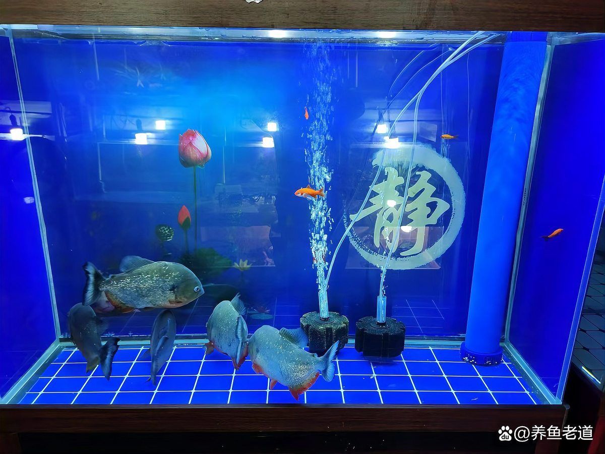 如何判斷魚缸是否適合養魚？，如何判斷魚缸是否適合養魚