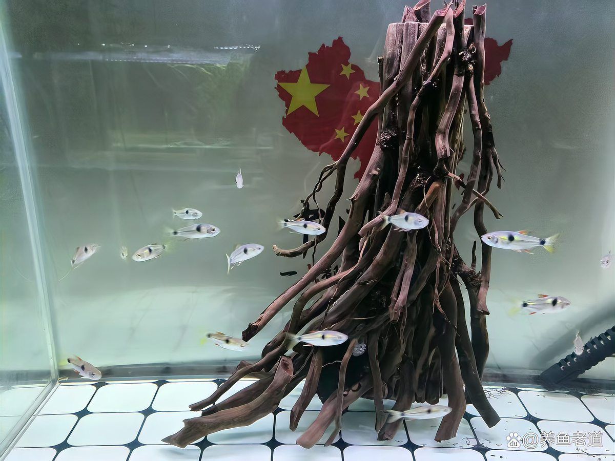如何判斷魚缸是否適合養魚？，如何判斷魚缸是否適合養魚