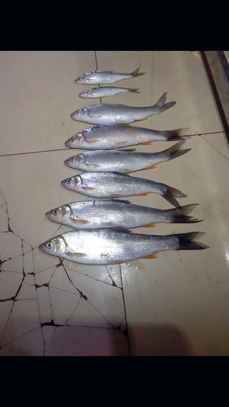 能否提供更多沙龍魚的圖片，《***ol》沙龍魚的視覺特征解析
