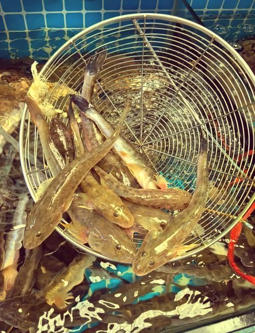 能否提供更多沙龍魚的圖片，《***ol》沙龍魚的視覺特征解析