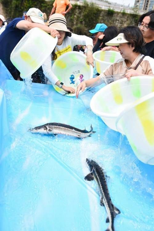 能否提供更多沙龍魚的圖片，《***ol》沙龍魚的視覺特征解析