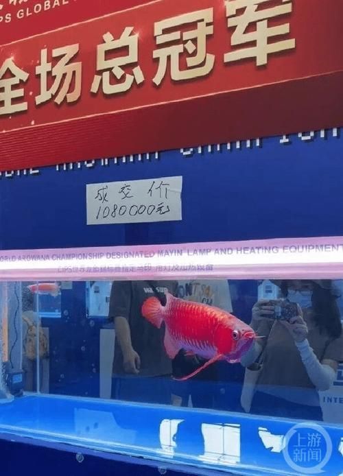 給我更多關(guān)于2024年龍魚(yú)賽事的圖片，2024年龍魚(yú)賽事圖片