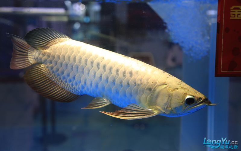 給我更多關(guān)于2024年龍魚賽事的圖片，2024年龍魚賽事圖片