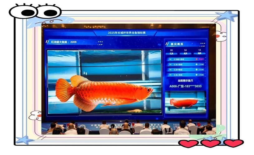 給我更多關(guān)于2024年龍魚賽事的圖片，2024年龍魚賽事圖片