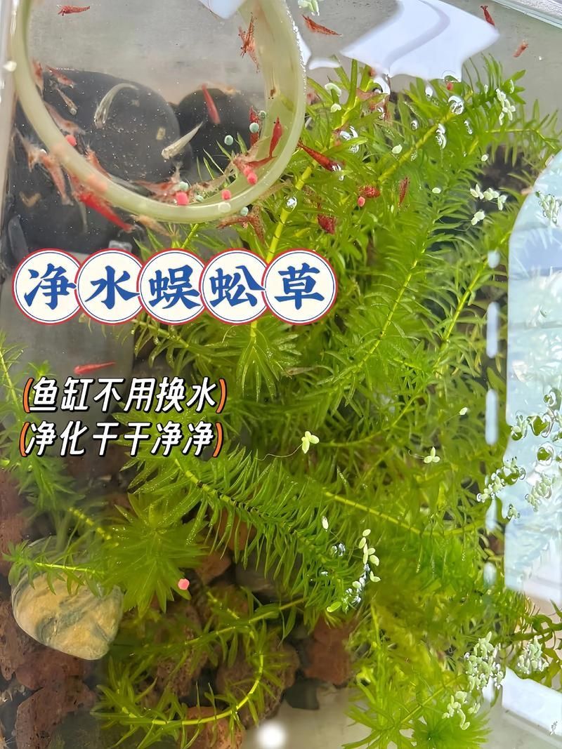如何降低龍魚的飼養成本，如何降低龍魚的飼養成本，降低龍魚飼養成本飼養成本
