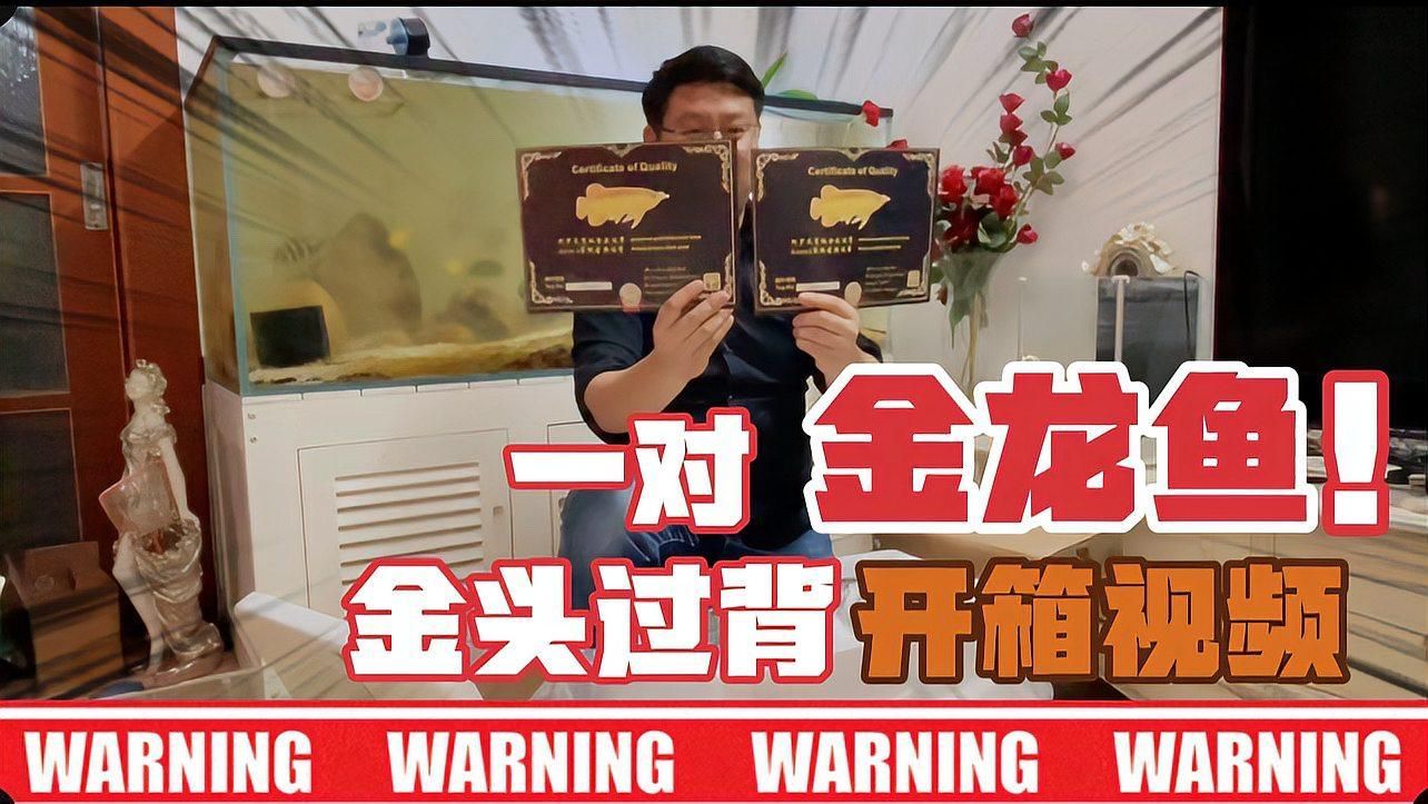 金頭過背金龍，金頭過背金龍魚