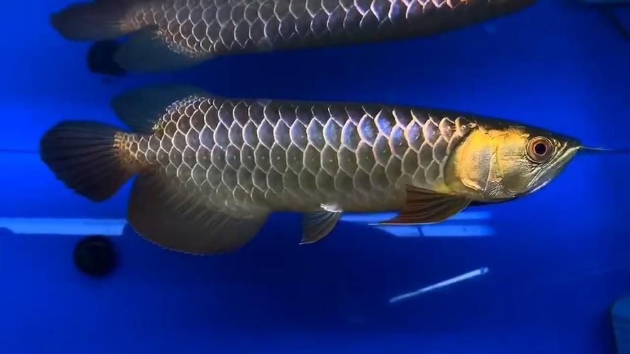 如何辨別真假黔東南龍魚，如何辨別真假黔東南龍魚（scleropagesformosus） 如何辨別真假黔東南龍魚，如何辨別真假黔東南龍魚（scleropagesformosus） 龍魚百科 第4張