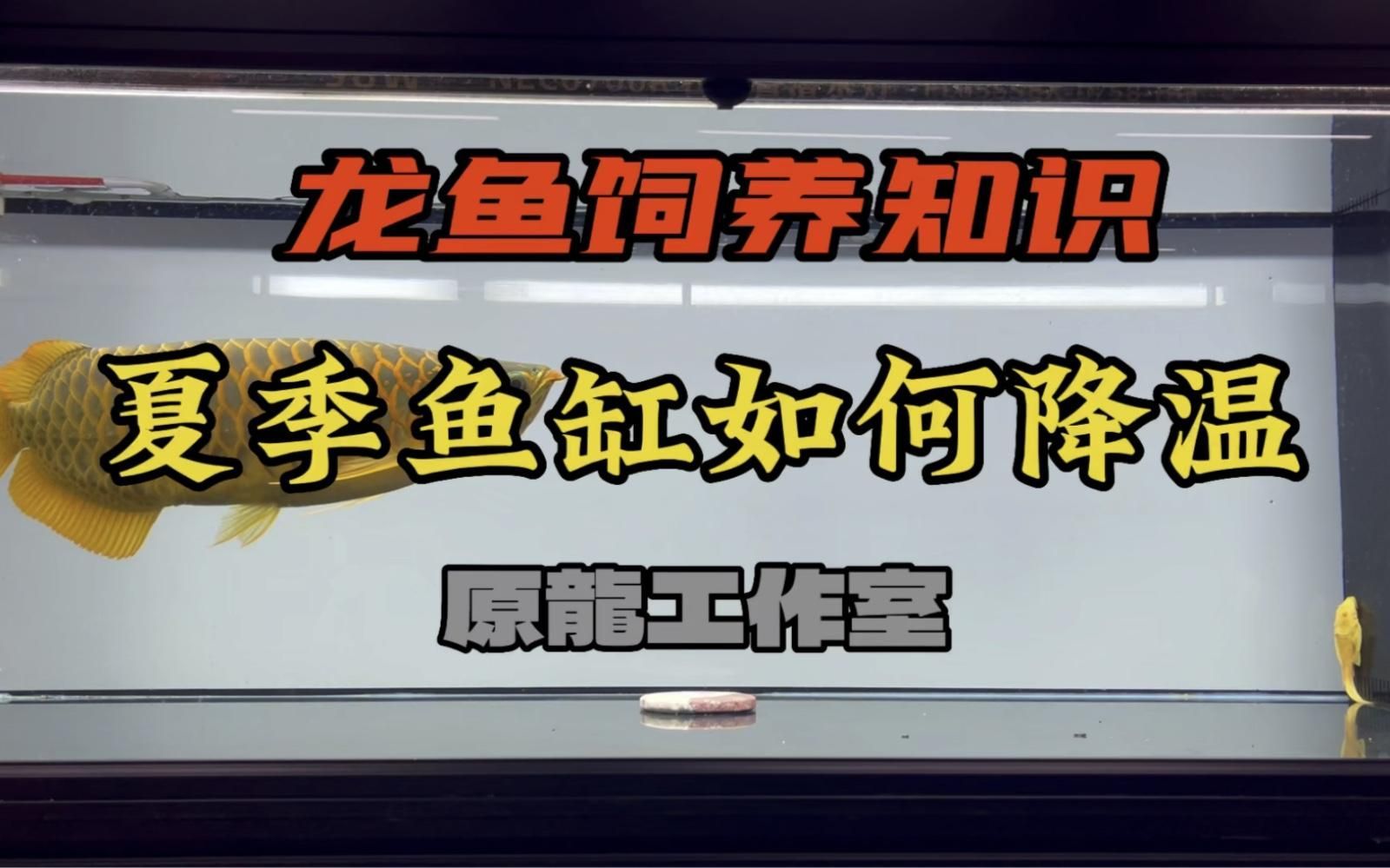 如何降低龍魚缸的水溫？，夏季龍魚缸如何降溫