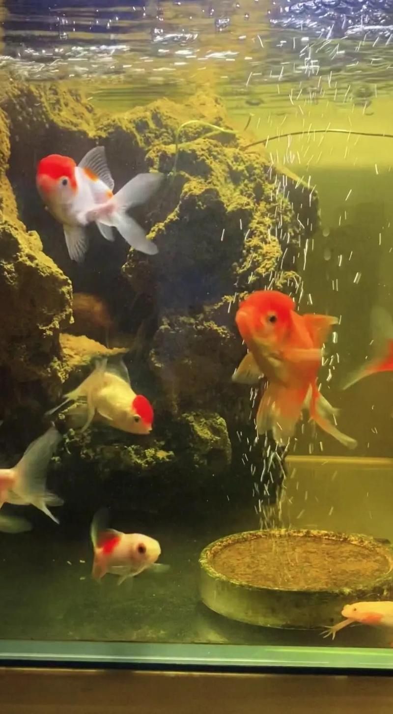 西安冬季如何保持金魚池水質清潔，如何保持西安冬季金魚池水質 西安冬季如何保持金魚池水質清潔，如何保持西安冬季金魚池水質 龍魚百科 第1張