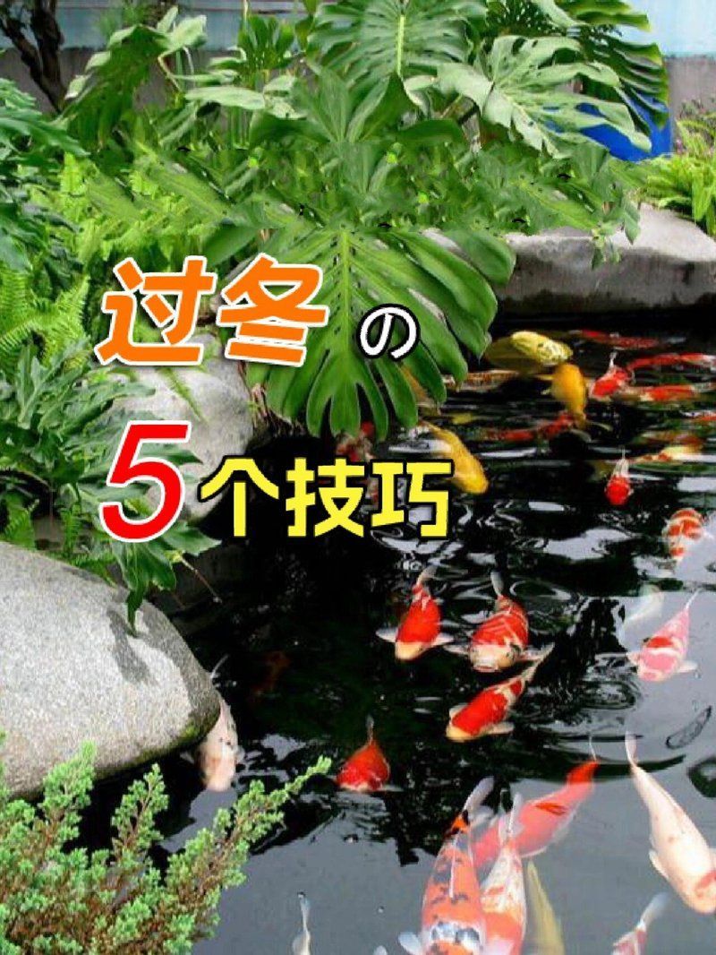 西安冬季如何保持金魚池水質清潔，如何保持西安冬季金魚池水質 西安冬季如何保持金魚池水質清潔，如何保持西安冬季金魚池水質 龍魚百科 第2張