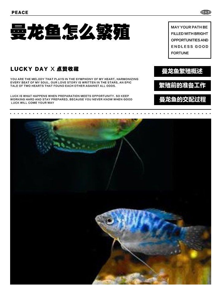 曼龍魚繁殖時需要注意什么，曼龍魚繁殖時需要注意什么，