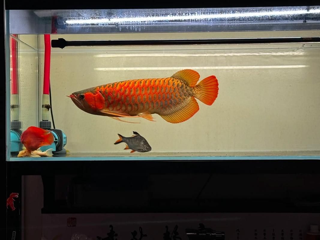 印尼超血紅龍魚的飼養難度如何？，印尼超血紅龍魚的飼養 印尼超血紅龍魚的飼養難度如何？，印尼超血紅龍魚的飼養 龍魚百科 第4張