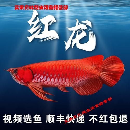 沙河龍魚的價格是多少？，沙河龍魚的價格如何，如何鑒別沙河龍魚的品質？ 沙河龍魚的價格是多少？，沙河龍魚的價格如何，如何鑒別沙河龍魚的品質？ 龍魚百科 第6張