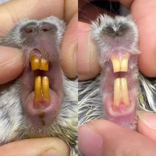 龍貓先天性疾病如何預防，龍貓先天性疾病如何預防共調用2個工具