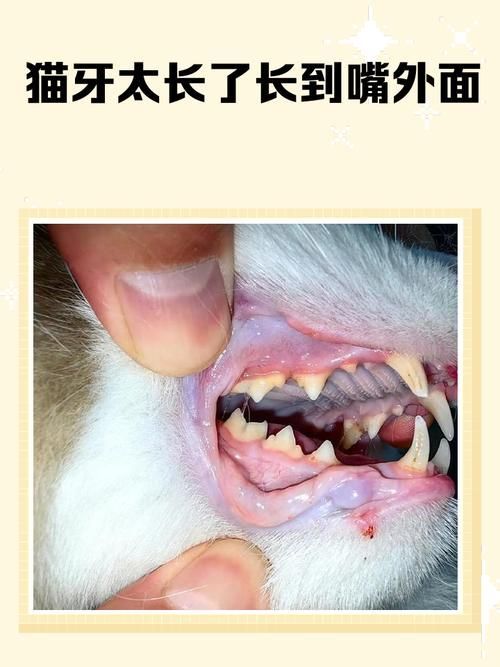 龍貓先天性疾病如何預防，龍貓先天性疾病如何預防共調用2個工具