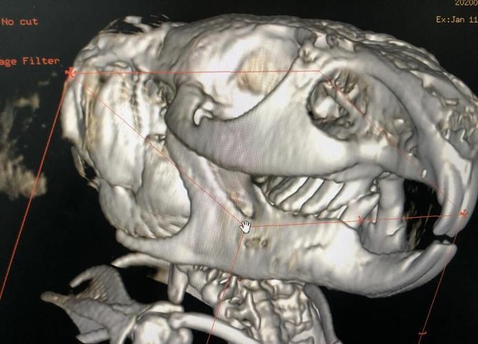 龍貓先天性疾病如何預防，龍貓先天性疾病如何預防共調用2個工具