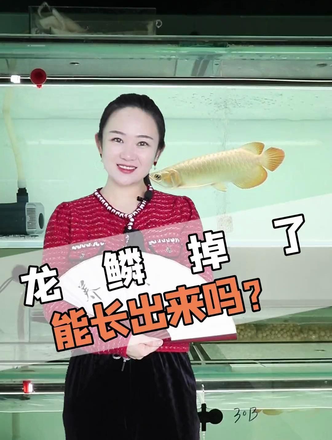 龍魚魚鱗掉了會自己長出來嗎，觀賞魚金龍魚掉鱗后多久能恢復