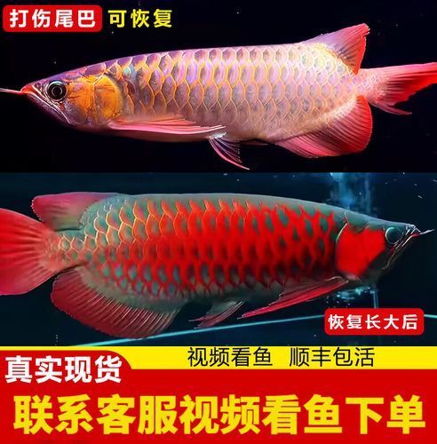 東源龍魚哪個品種最受歡迎？，東源龍魚哪個品種最受歡迎辣椒紅龍魚哪個品種最受歡迎