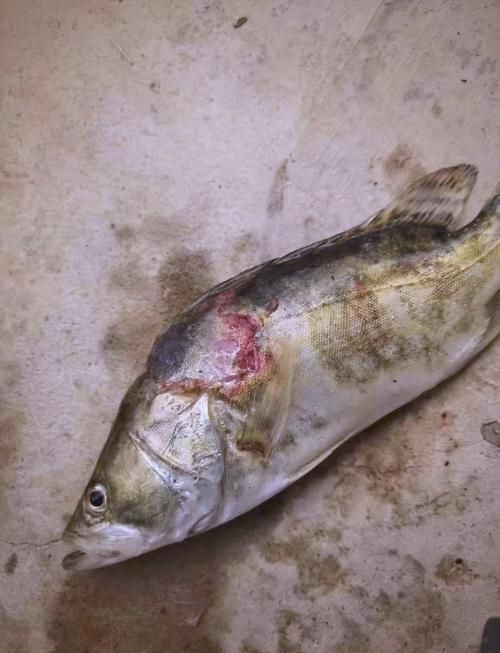 如何判斷魚病是否由細菌引起