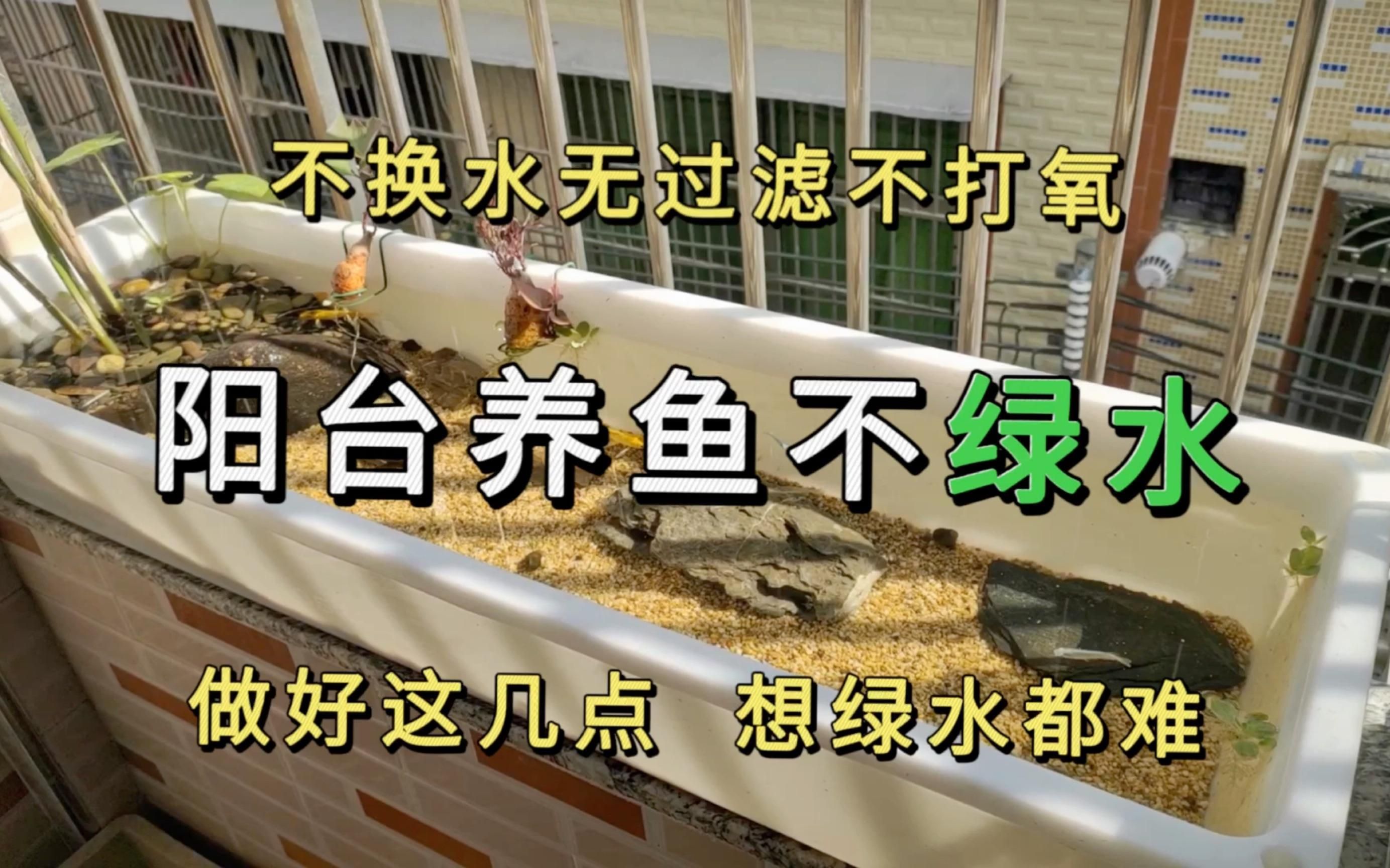 魚缸水發綠如何快速解決，魚缸水發綠如何快速解決魚缸水發綠的原因是什么