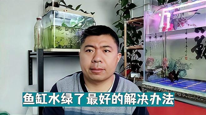 魚缸水發綠如何快速解決，魚缸水發綠如何快速解決魚缸水發綠的原因是什么