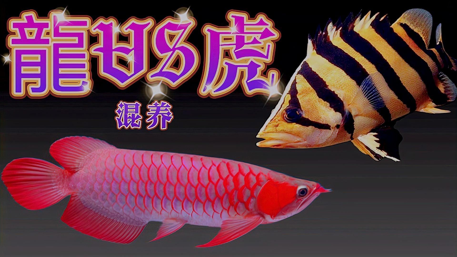 紅龍魚適合混養哪些魚