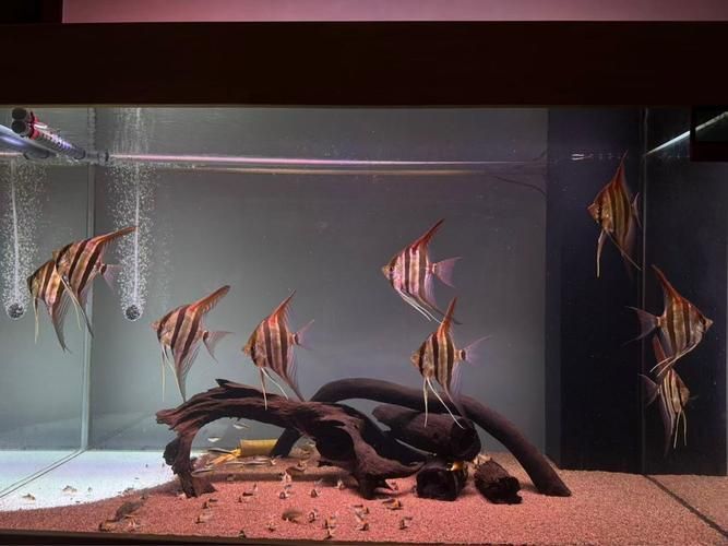 圣菲埃及魚的市場(chǎng)價(jià)格波動(dòng)大嗎？，圣菲埃及魚市場(chǎng)價(jià)格波動(dòng)較大，主要受到以下幾個(gè)因素影響