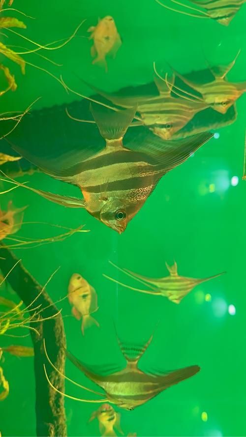圣菲埃及魚的市場(chǎng)價(jià)格波動(dòng)大嗎？，圣菲埃及魚市場(chǎng)價(jià)格波動(dòng)較大，主要受到以下幾個(gè)因素影響