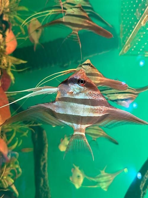 圣菲埃及魚的市場(chǎng)價(jià)格波動(dòng)大嗎？，圣菲埃及魚市場(chǎng)價(jià)格波動(dòng)較大，主要受到以下幾個(gè)因素影響