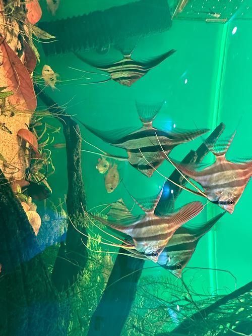 圣菲埃及魚的市場價格波動大嗎？，圣菲埃及魚市場價格波動較大，主要受到以下幾個因素影響 圣菲埃及魚的市場價格波動大嗎？，圣菲埃及魚市場價格波動較大，主要受到以下幾個因素影響 龍魚百科 第4張