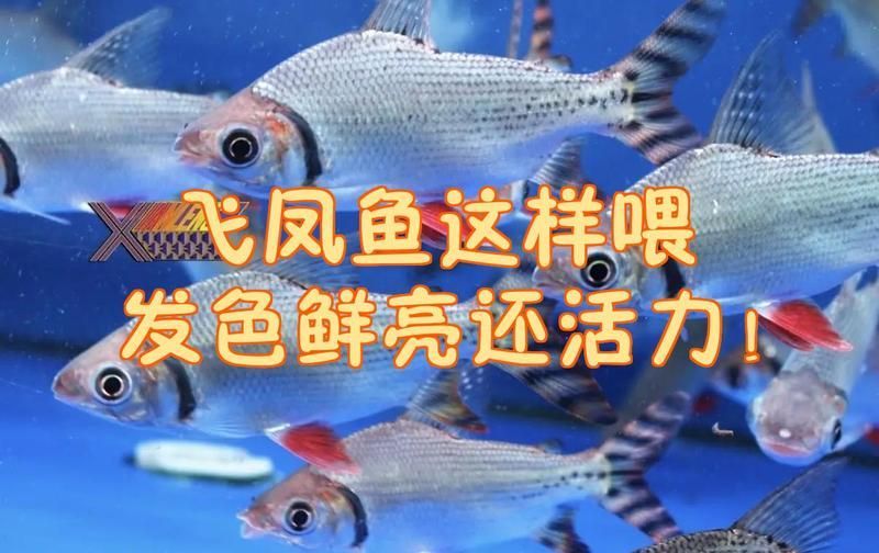 飛鳳魚多久喂一次食物？，飛鳳魚喂食秘籍