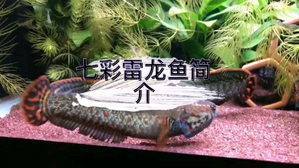 詳細閱讀:七彩雷龍魚好養(yǎng)嗎,七彩雷龍魚好養(yǎng)嗎七彩雷龍魚好養(yǎng)嗎新手養(yǎng)魚好選擇 七彩雷龍魚好養(yǎng)嗎,七彩雷龍魚好養(yǎng)嗎七彩雷龍魚好養(yǎng)嗎新手養(yǎng)魚好選擇