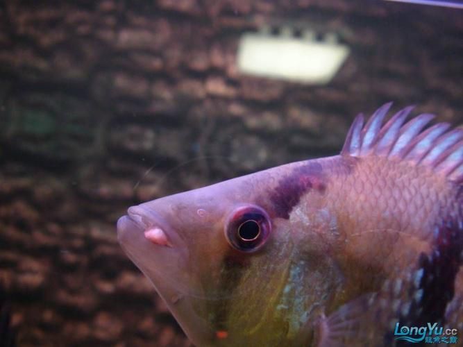 如何判斷龍魚(yú)嘴角長(zhǎng)的是不是腫瘤?,如何判斷龍魚(yú)嘴角長(zhǎng)的是不是腫瘤 龍魚(yú)百科 第5張 如何判斷龍魚(yú)嘴角長(zhǎng)的是不是腫瘤?,如何判斷龍魚(yú)嘴角長(zhǎng)的是不是腫瘤 如何判斷龍魚(yú)嘴角長(zhǎng)的是不是腫瘤?,如何判斷龍魚(yú)嘴角長(zhǎng)的是不是腫瘤 龍魚(yú)百科 第5張