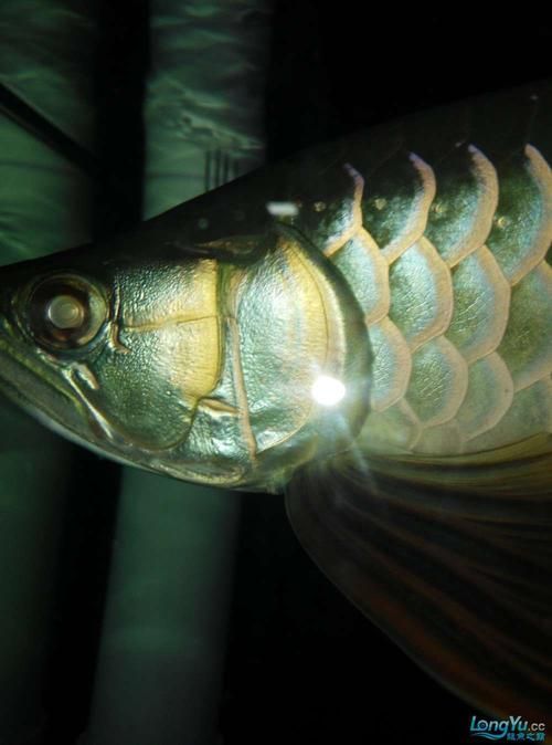 如何判斷龍魚(yú)嘴角長(zhǎng)的是不是腫瘤?,如何判斷龍魚(yú)嘴角長(zhǎng)的是不是腫瘤 龍魚(yú)百科 第6張 如何判斷龍魚(yú)嘴角長(zhǎng)的是不是腫瘤?,如何判斷龍魚(yú)嘴角長(zhǎng)的是不是腫瘤 如何判斷龍魚(yú)嘴角長(zhǎng)的是不是腫瘤?,如何判斷龍魚(yú)嘴角長(zhǎng)的是不是腫瘤 龍魚(yú)百科 第6張