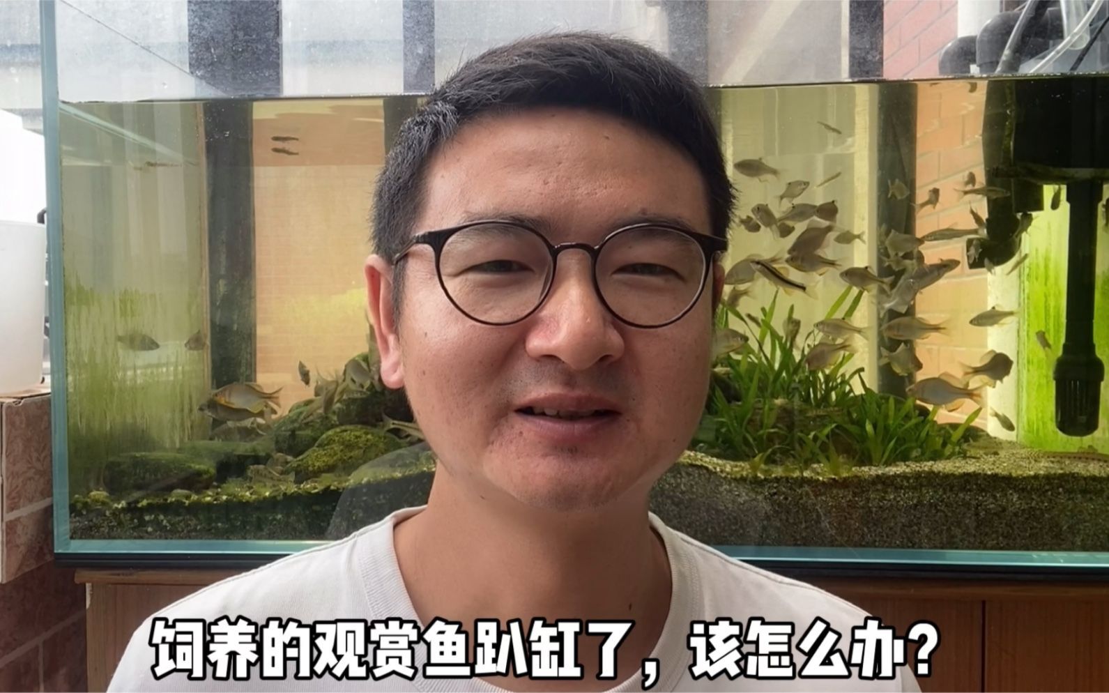 如何緩解魚兒趴缸癥狀，魚兒趴缸不是病，而是一種“求救信號”——